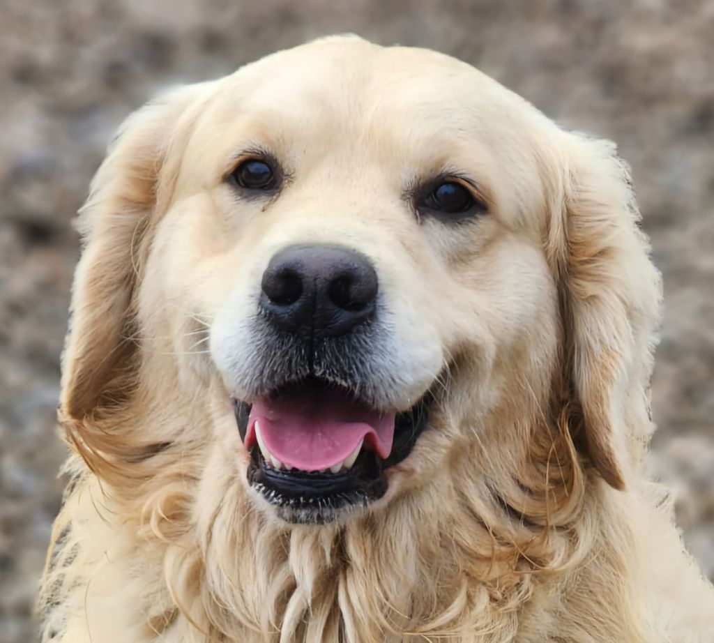 Les Golden Retriever de l'affixe des Anges de la Claie