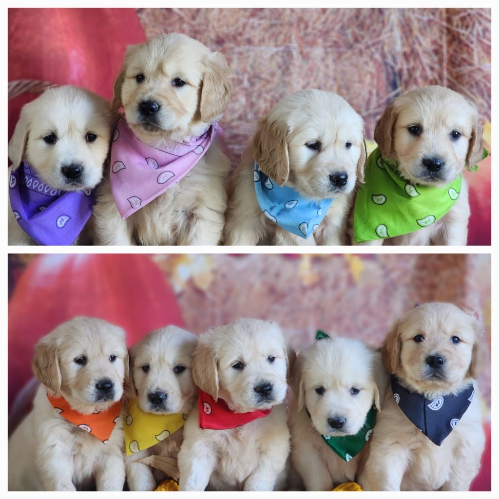 chiot Golden Retriever des Anges de la Claie