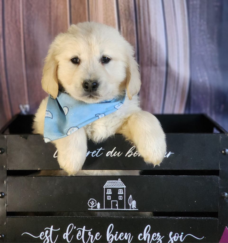 des Anges de la Claie - Chiot disponible  - Golden Retriever