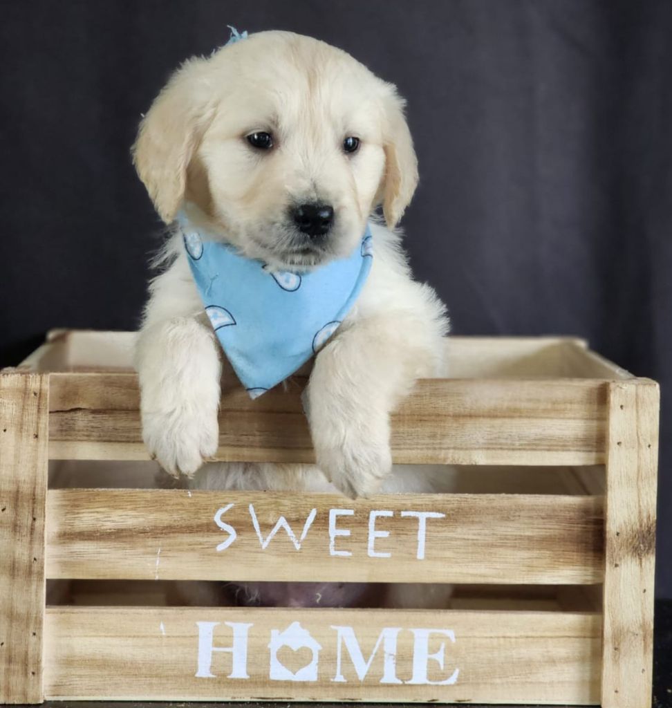 des Anges de la Claie - Chiot disponible  - Golden Retriever