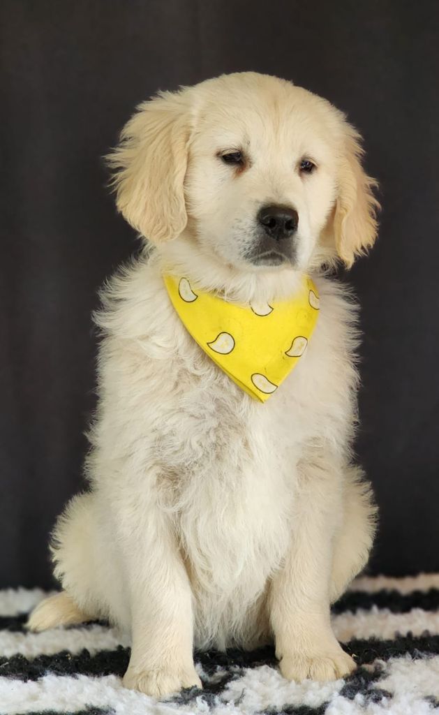 des Anges de la Claie - Chiot disponible  - Golden Retriever