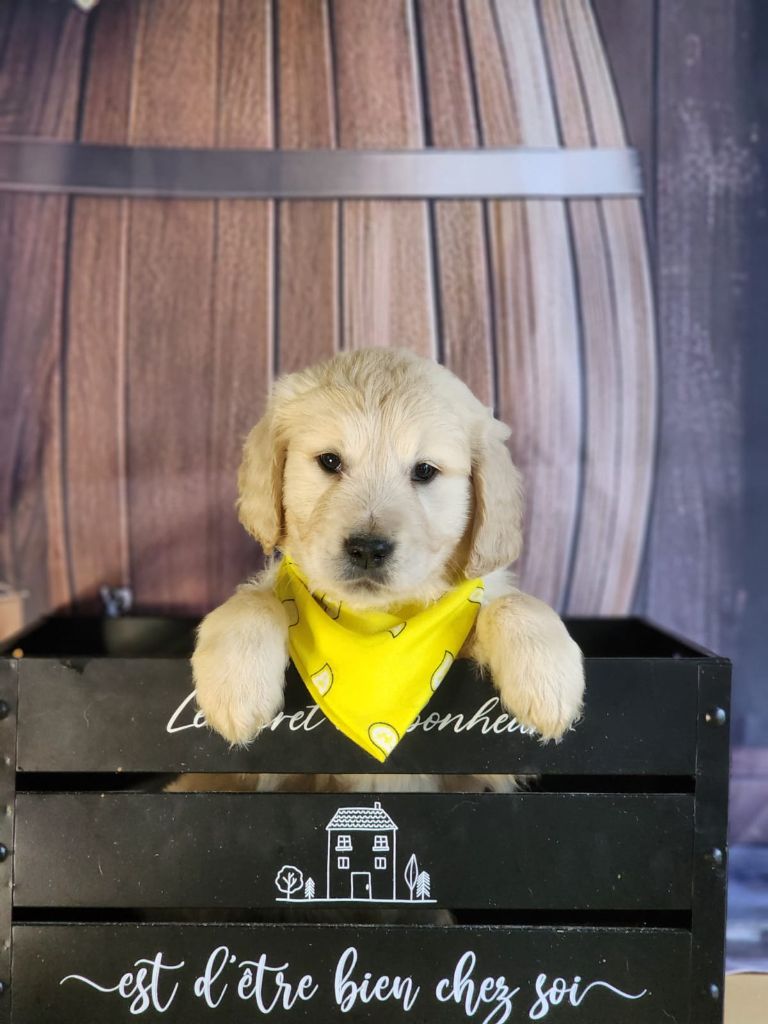 des Anges de la Claie - Chiot disponible  - Golden Retriever