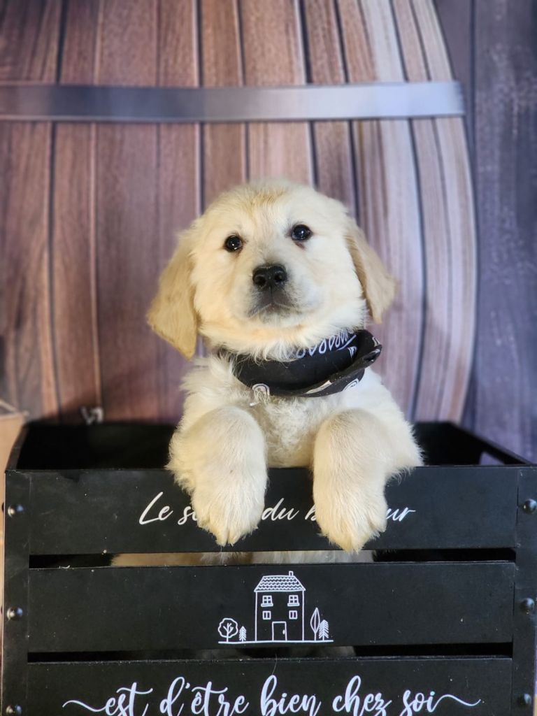 des Anges de la Claie - Chiot disponible  - Golden Retriever