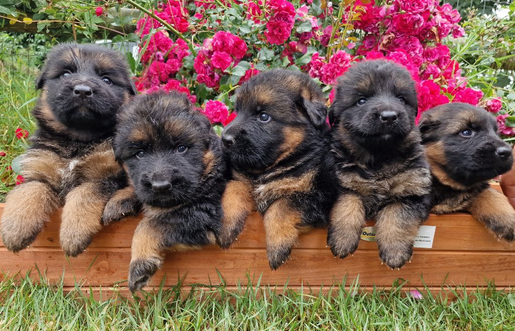 chiot Berger Allemand Poil Long des Anges de la Claie