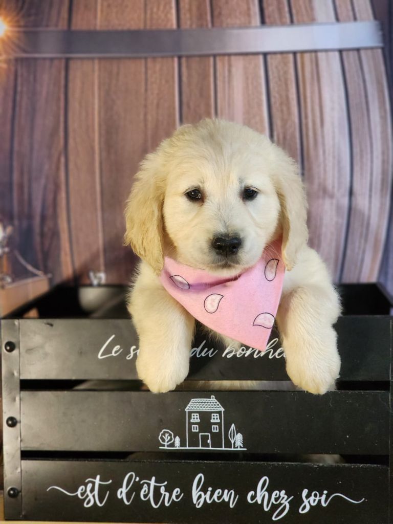 des Anges de la Claie - Chiot disponible  - Golden Retriever