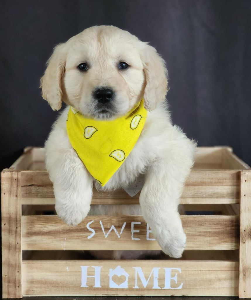 des Anges de la Claie - Chiot disponible  - Golden Retriever