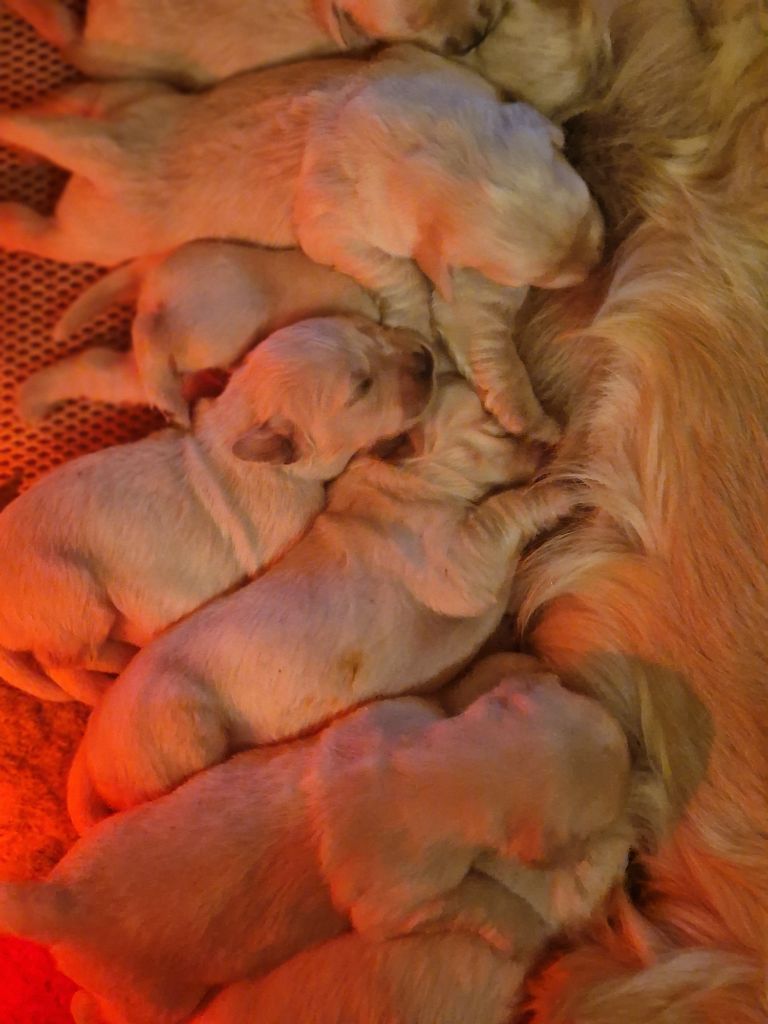 chiot Golden Retriever des Anges de la Claie