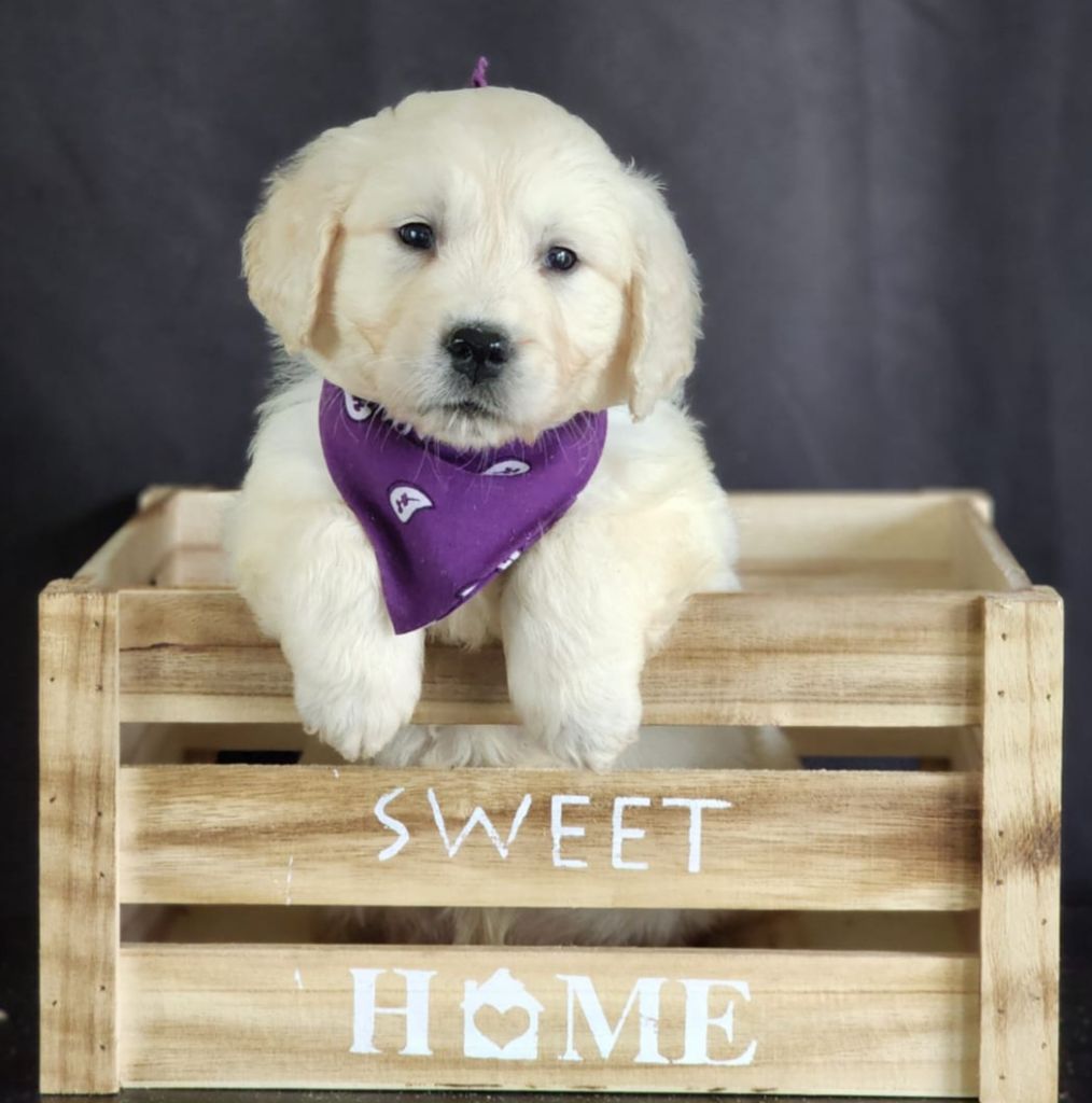 des Anges de la Claie - Chiot disponible  - Golden Retriever