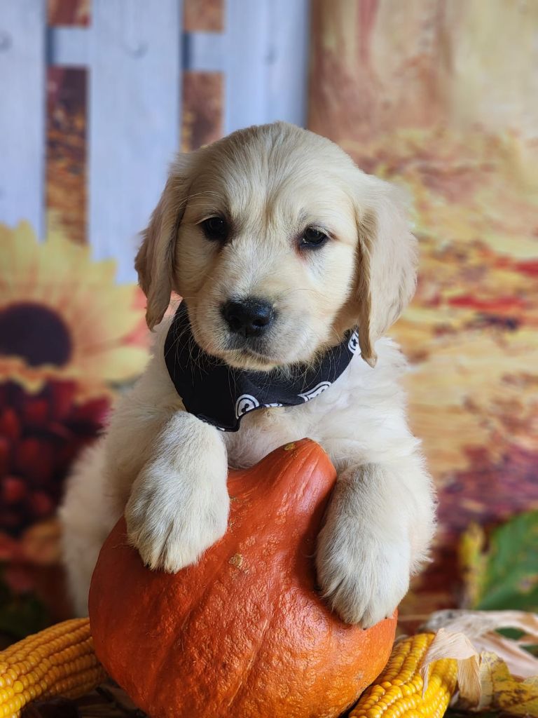 des Anges de la Claie - Chiot disponible  - Golden Retriever