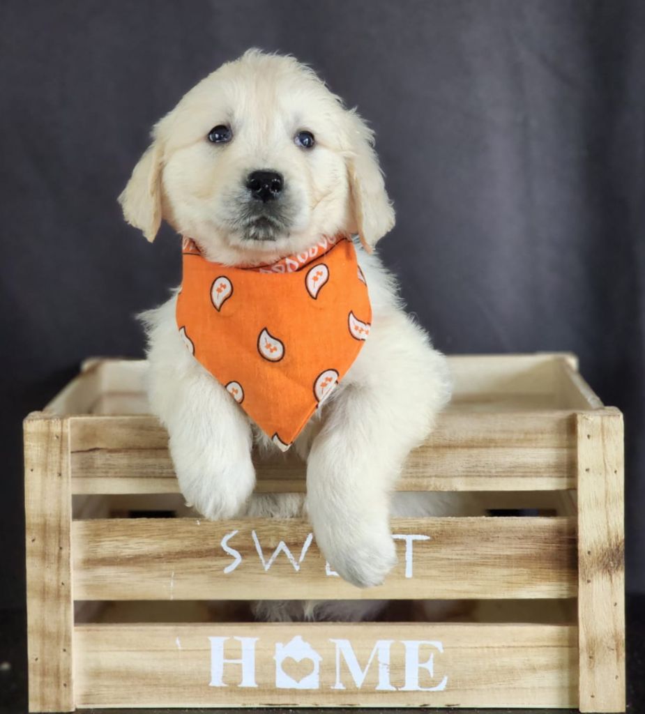 des Anges de la Claie - Chiot disponible  - Golden Retriever