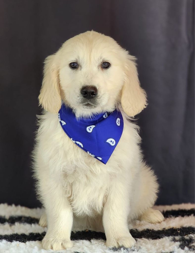 des Anges de la Claie - Chiot disponible  - Golden Retriever