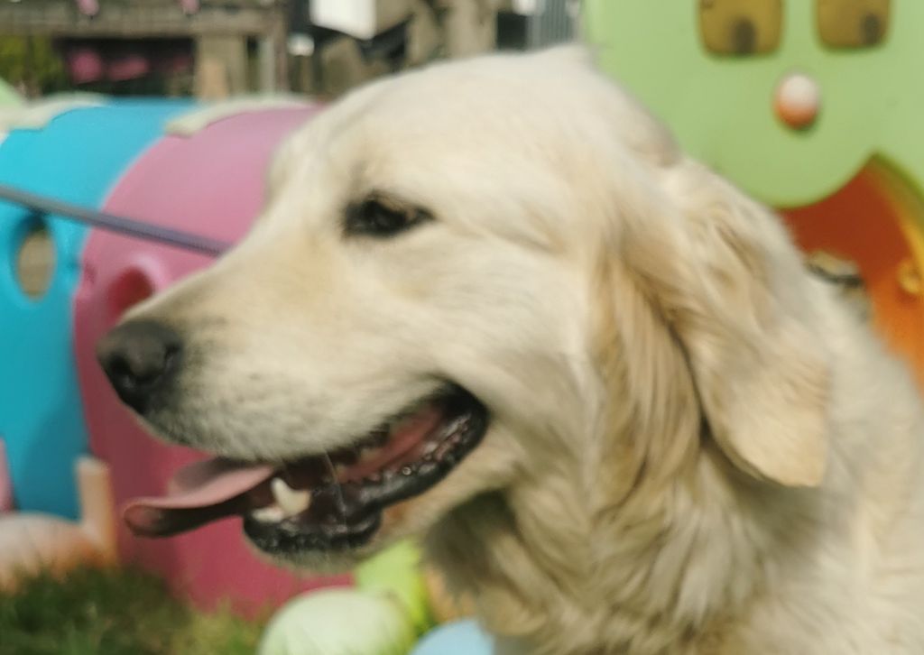 Sunflower dite sanka des Anges de la Claie