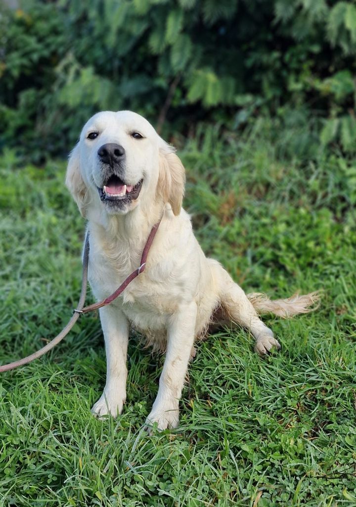 Shania des Anges de la Claie