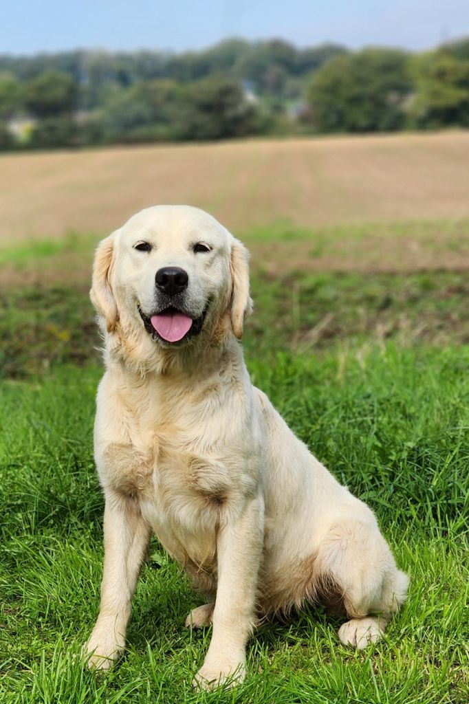 Very good boy des Anges de la Claie