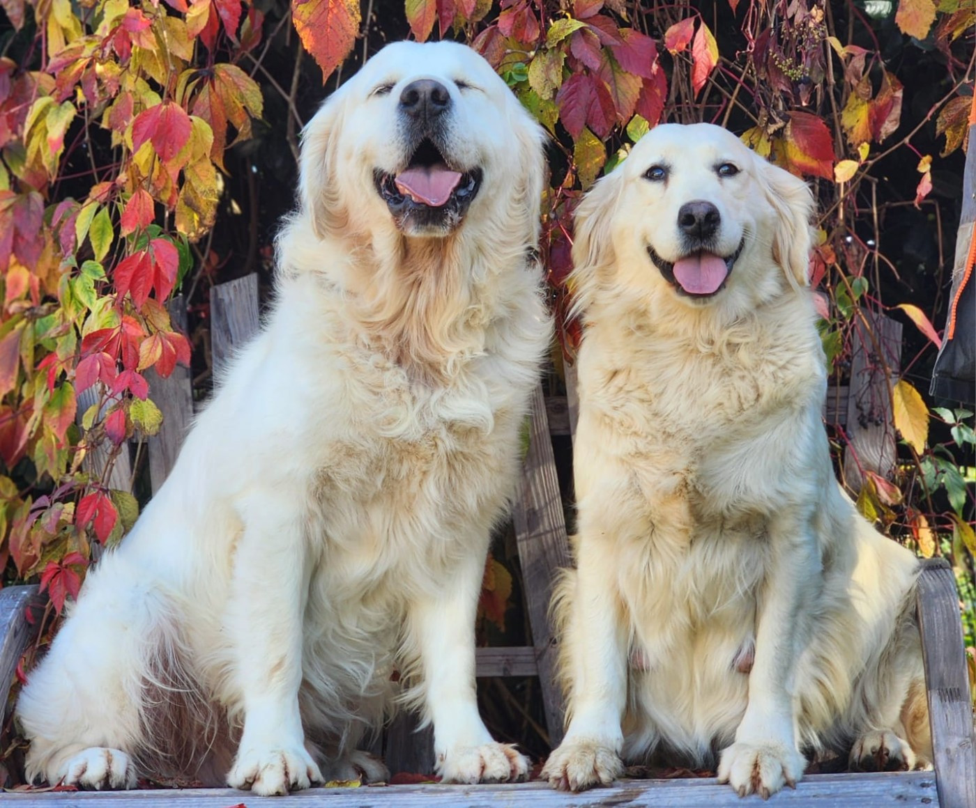 Total eclipe of the heart dite Tyler des Anges de la Claie