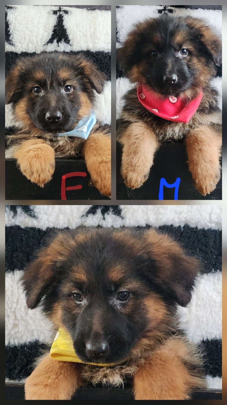 Chiots Silka Tyson disponibles