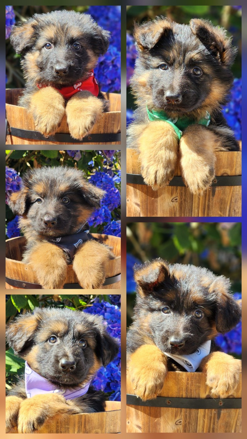 Chiots de Silka et Tyson