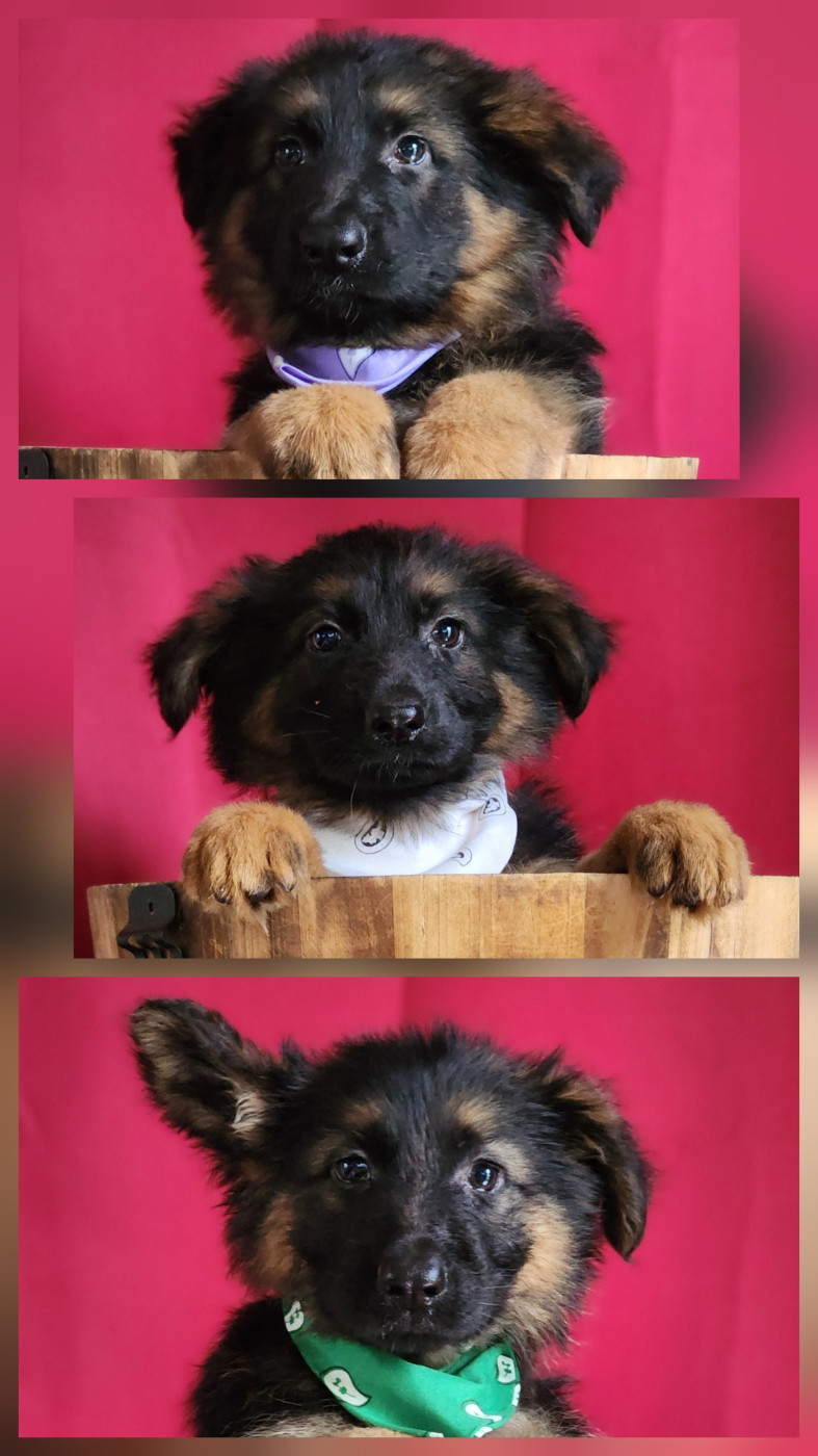 des Anges de la Claie - Chiots de Silka et Tyson