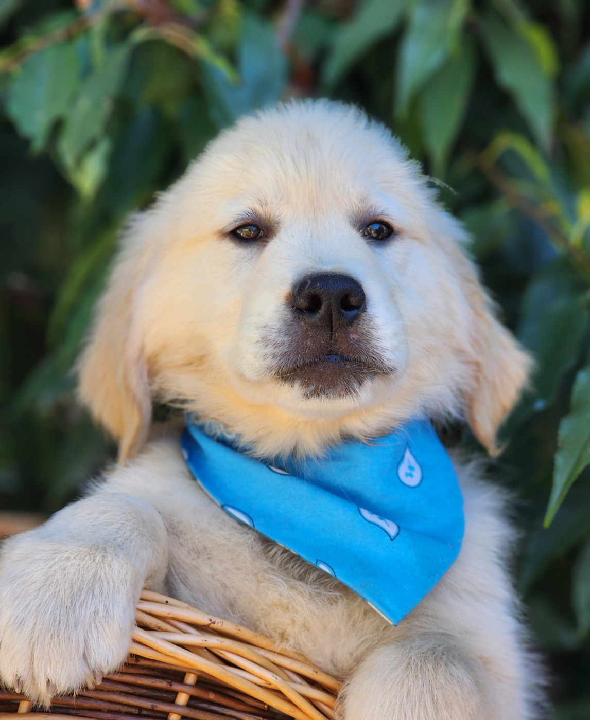 1 Chiot disponible Septembre