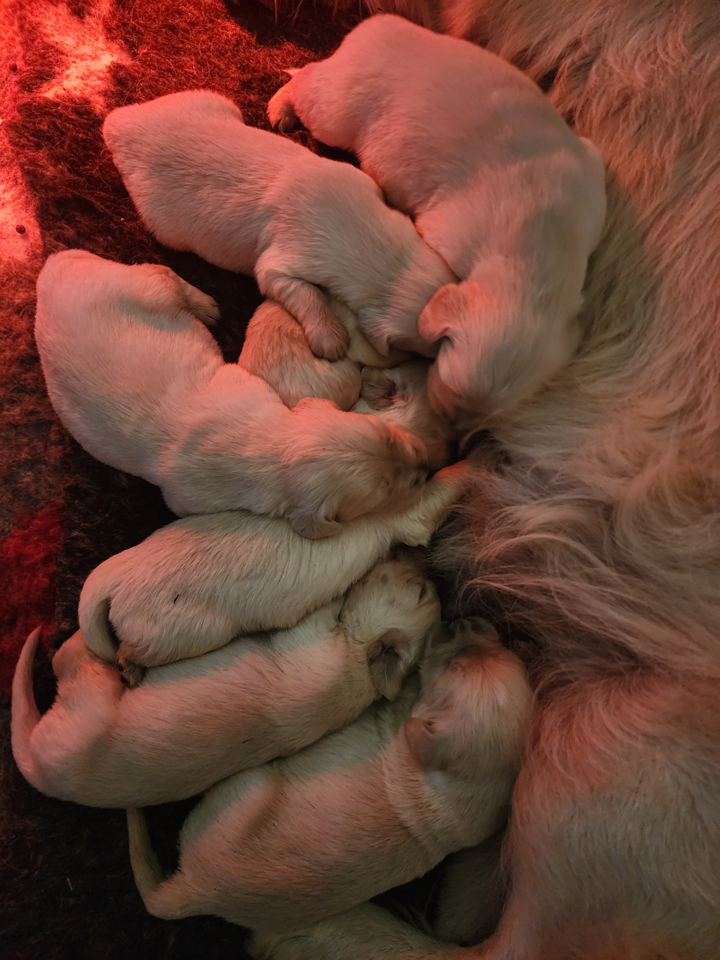 Naissance début Octobre
