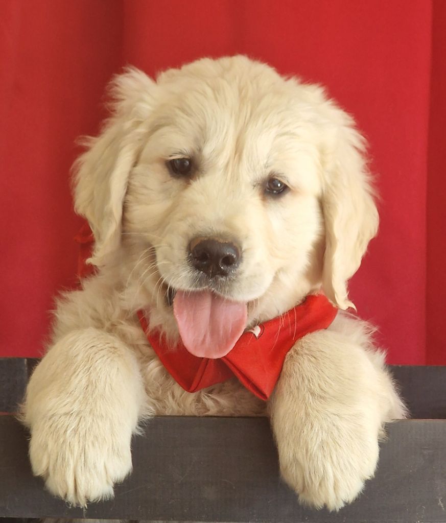 Chiots de Rosa disponibles 