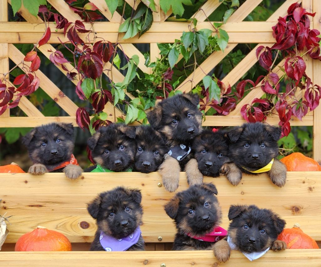 2 mâles et 2 femelles disponibles 