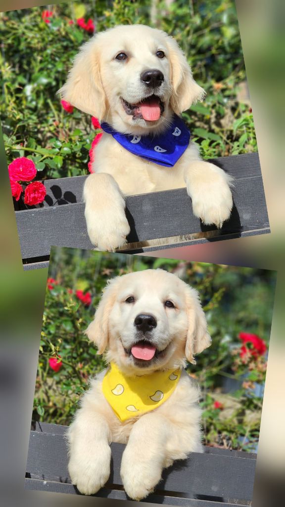 Chiots mâles disponibles 