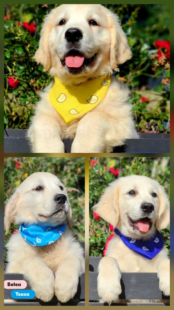 Chiots mâles disponibles 