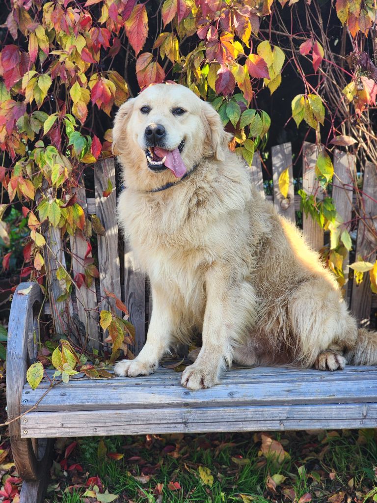 Roy , papa des chiots de Kiss