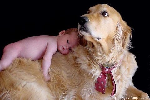 nos chiens