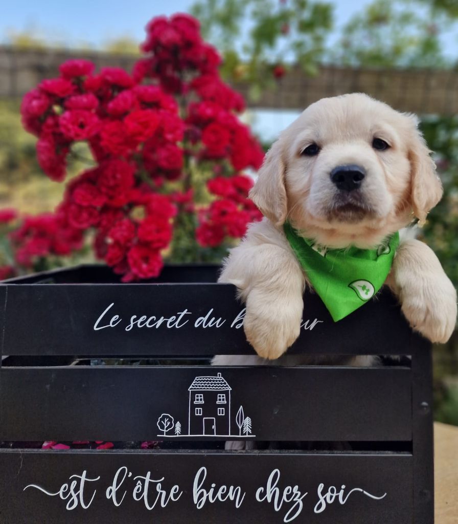 des Anges de la Claie - Chiots disponibles - Golden Retriever