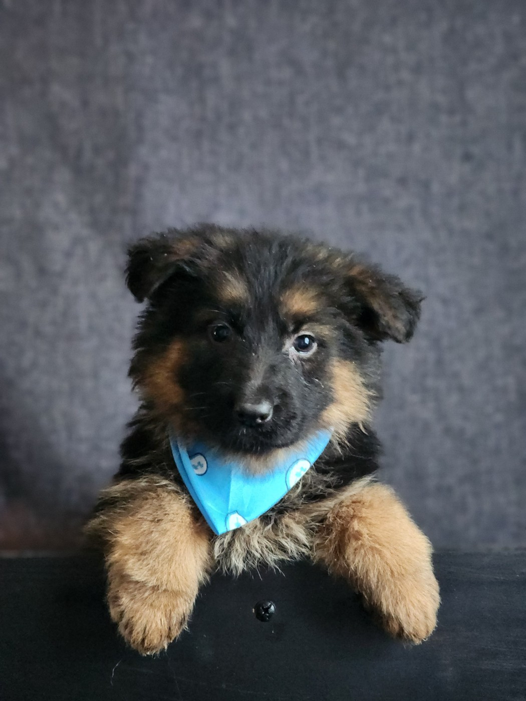 des Anges de la Claie - Chiots disponibles - Berger Allemand Poil Long