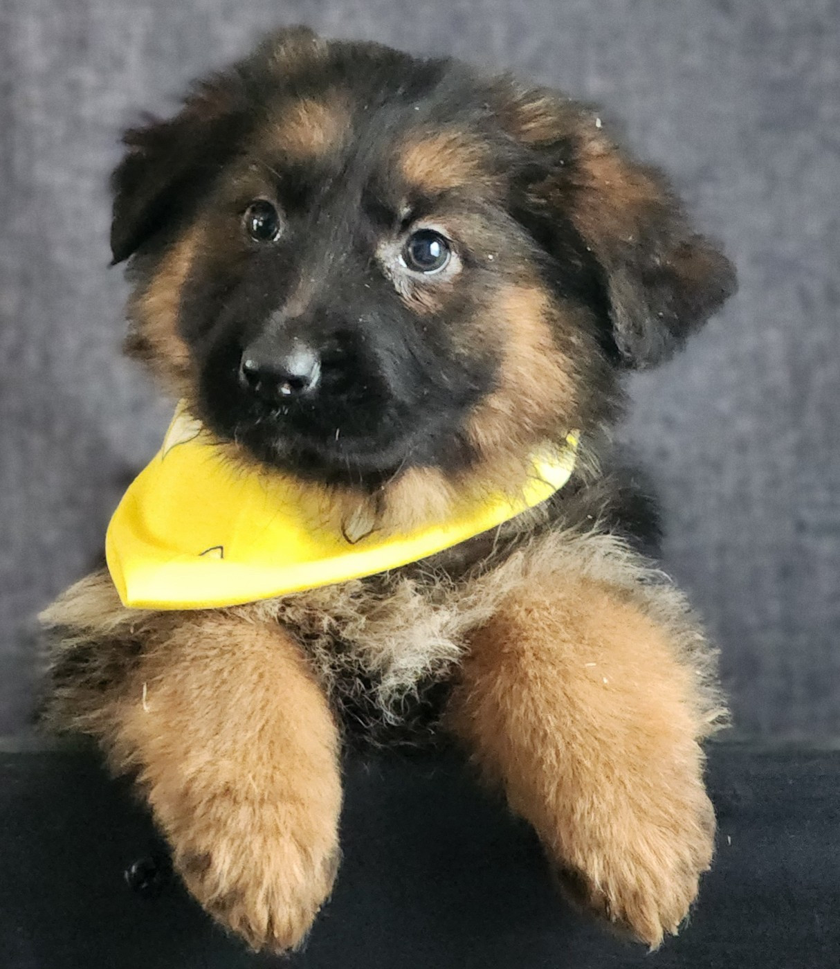 des Anges de la Claie - Chiots disponibles - Berger Allemand Poil Long