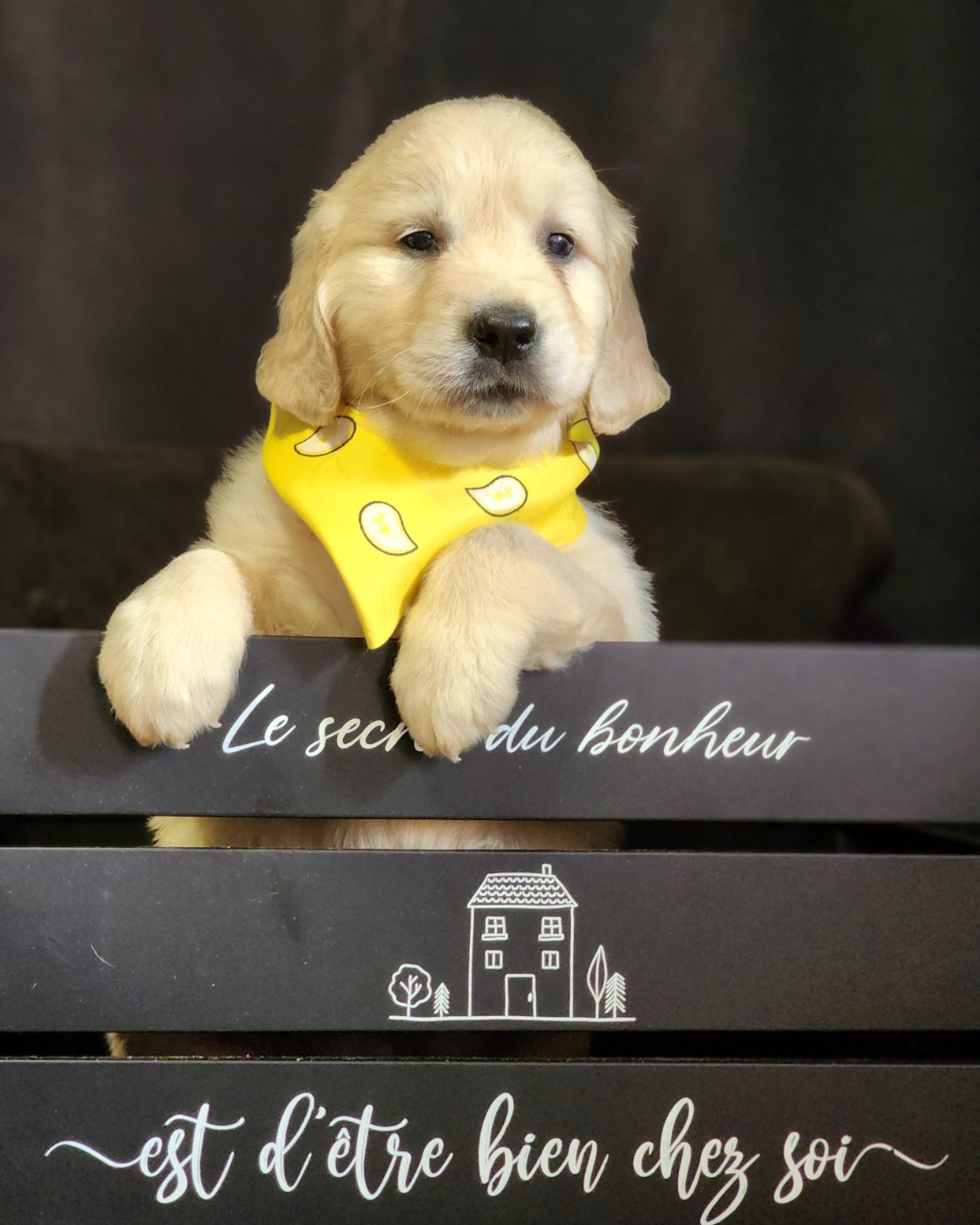 des Anges de la Claie - Golden Retriever - Portée née le 02/10/2025