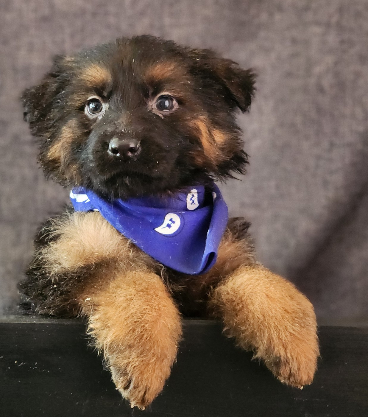 des Anges de la Claie - Chiots disponibles - Berger Allemand Poil Long