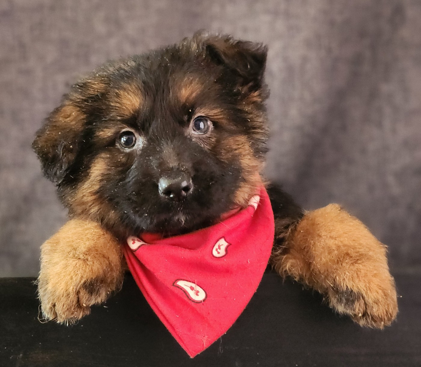 des Anges de la Claie - Chiots disponibles - Berger Allemand Poil Long