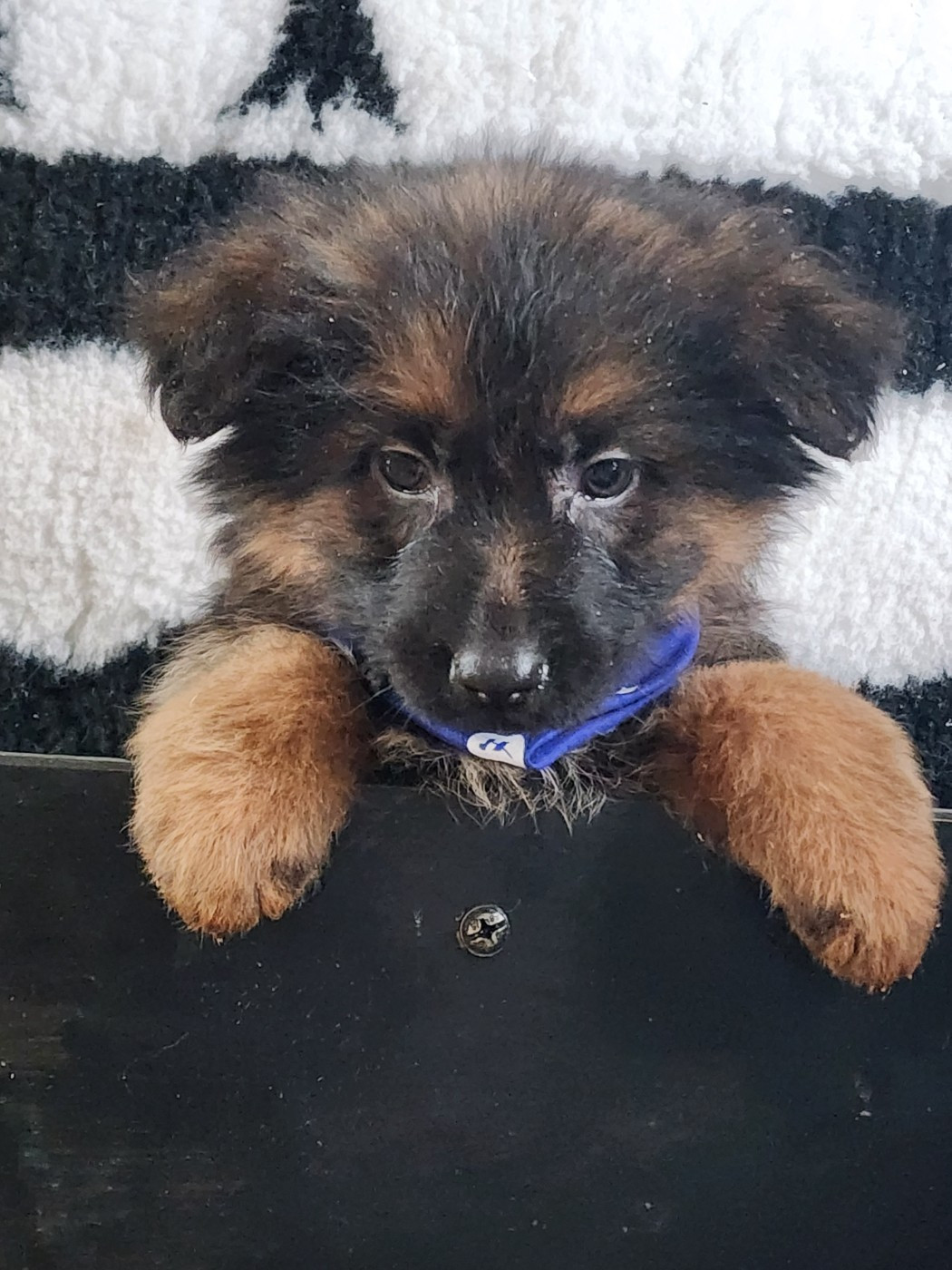 des Anges de la Claie - Chiots disponibles - Berger Allemand Poil Long