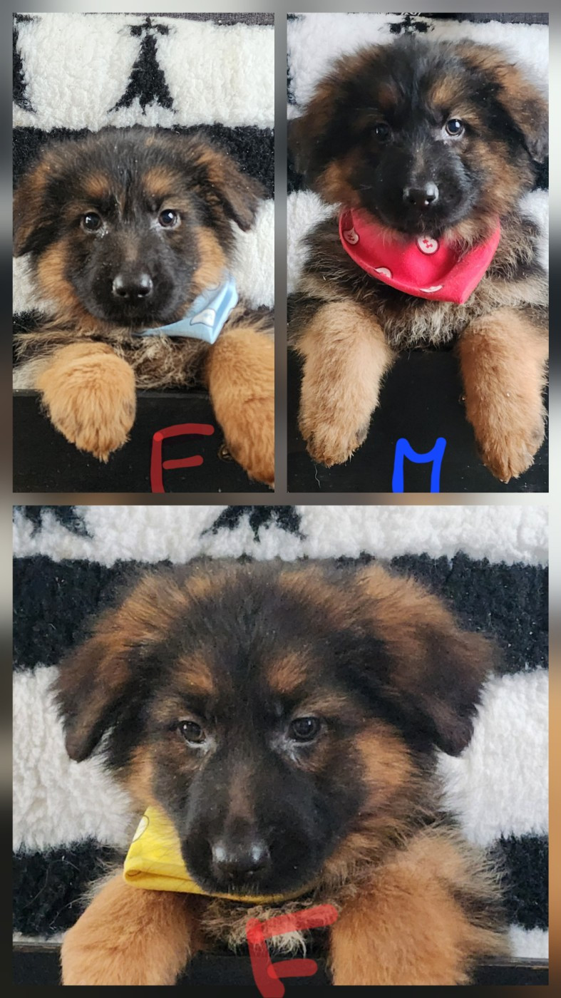 des Anges de la Claie - Berger Allemand Poil Long - Portée née le 15/10/2025