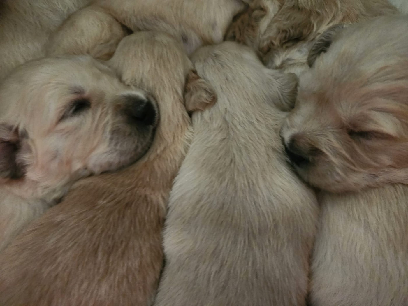 des Anges de la Claie - Chiots disponibles - Golden Retriever
