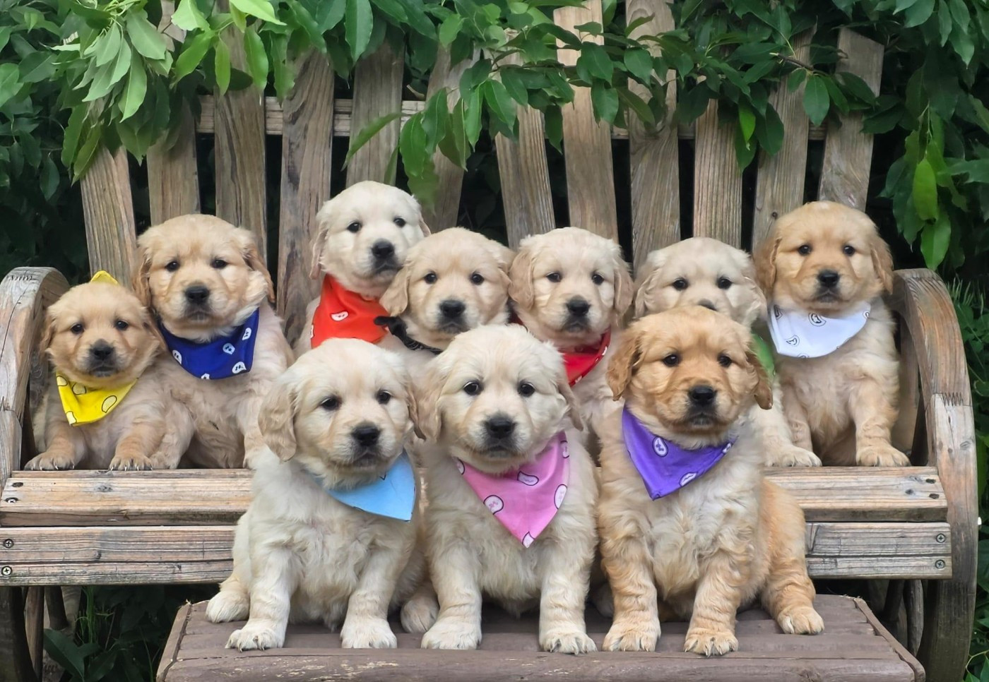 des Anges de la Claie - Chiots disponibles - Golden Retriever
