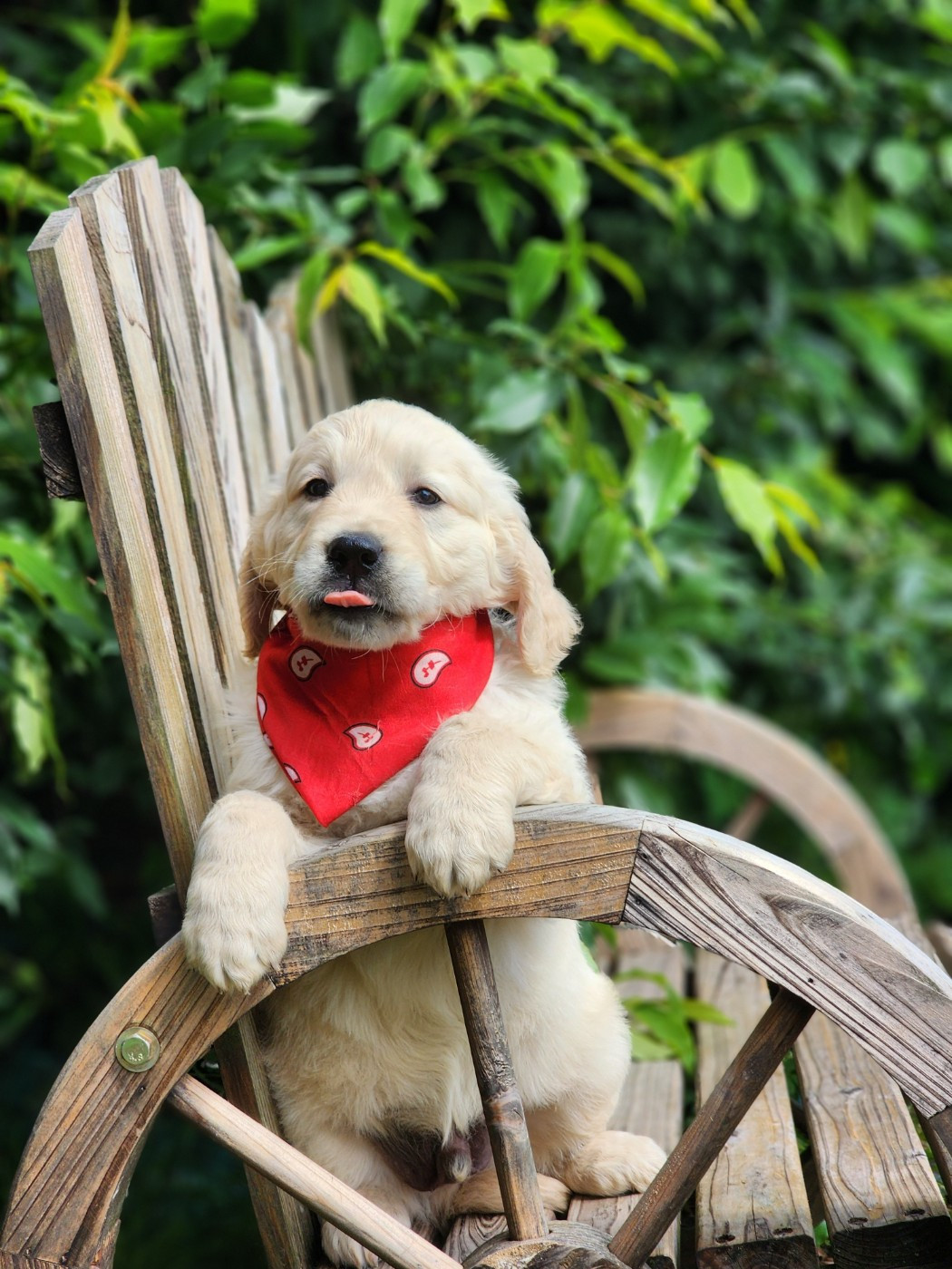 des Anges de la Claie - Chiots disponibles - Golden Retriever