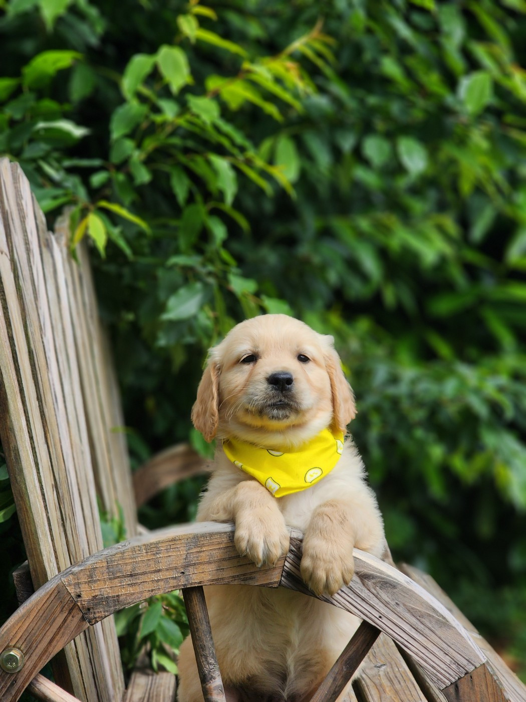 des Anges de la Claie - Chiots disponibles - Golden Retriever