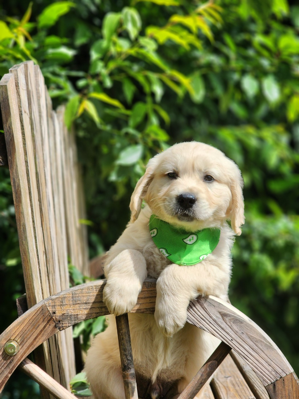 des Anges de la Claie - Chiots disponibles - Golden Retriever