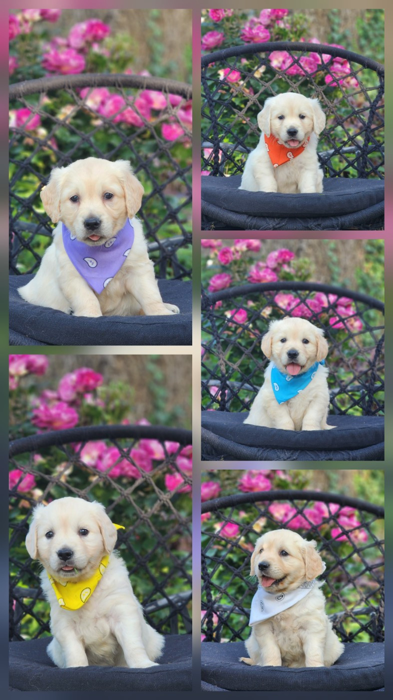 des Anges de la Claie - Chiots disponibles - Golden Retriever