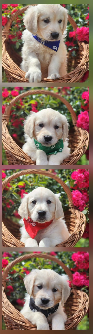 des Anges de la Claie - Chiots disponibles - Golden Retriever