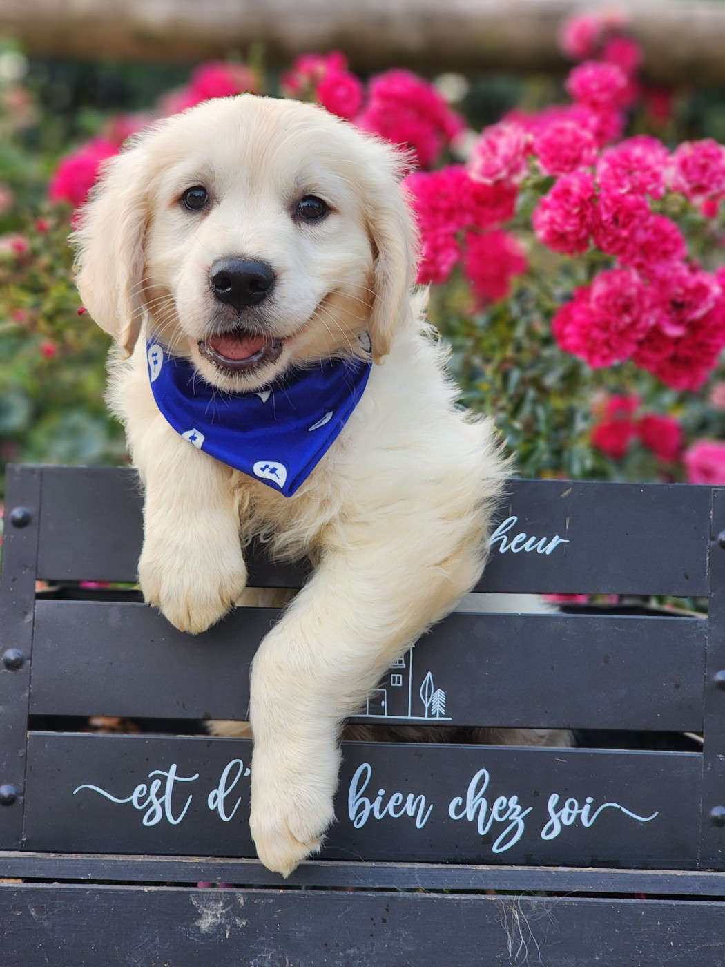 des Anges de la Claie - Chiots disponibles - Golden Retriever