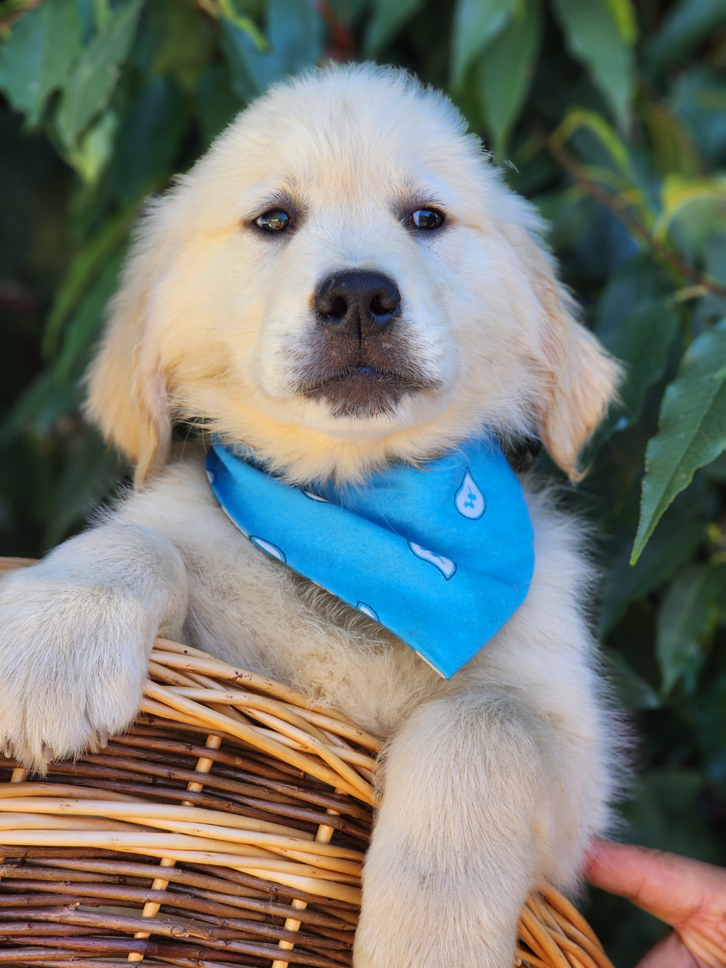 des Anges de la Claie - Chiots disponibles - Golden Retriever