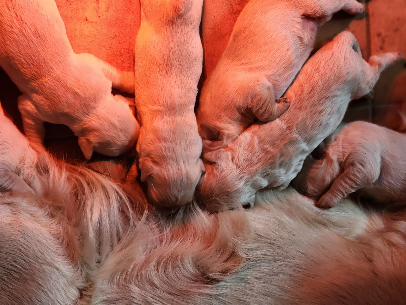 des Anges de la Claie - Chiots disponibles - Golden Retriever