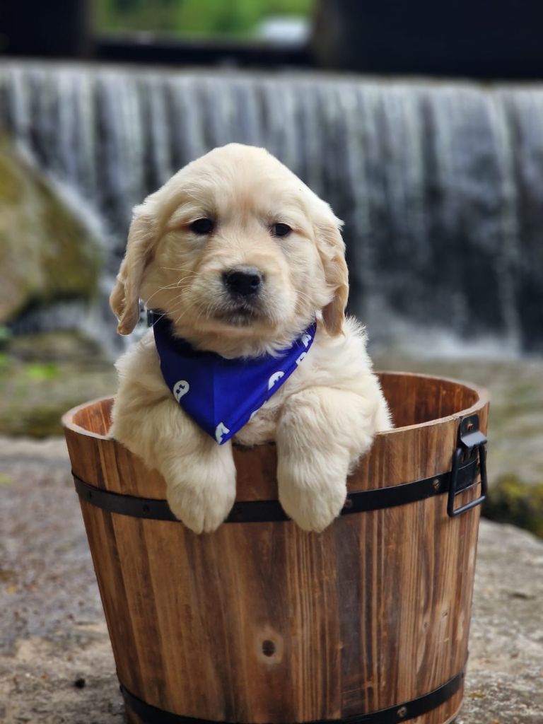 des Anges de la Claie - Chiots disponibles - Golden Retriever