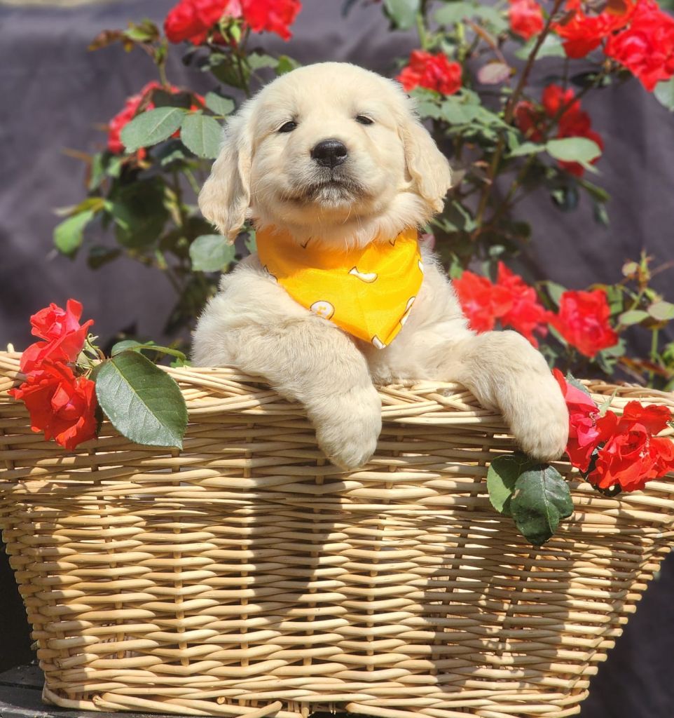 des Anges de la Claie - Chiots disponibles - Golden Retriever